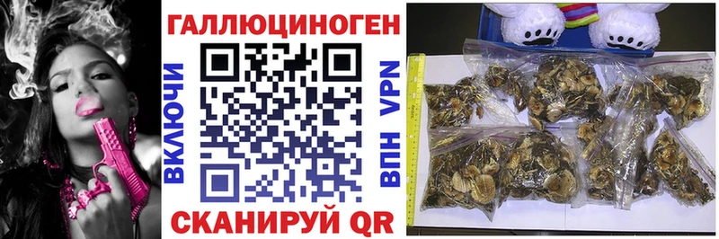 Галлюциногенные грибы GOLDEN TEACHER купить наркотики сайты shop какой сайт Гвардейск